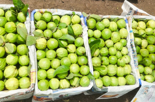 FRUITS